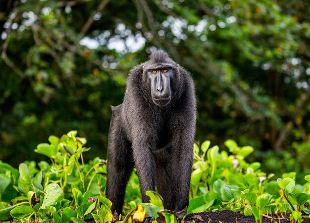 Celebes crested macaque is standing on the sand against the backdrop of the jungle Indonesia Sulawesi