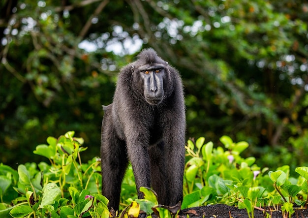 Celebes crested macaque is standing on the sand against the backdrop of the jungle Indonesia Sulawesi