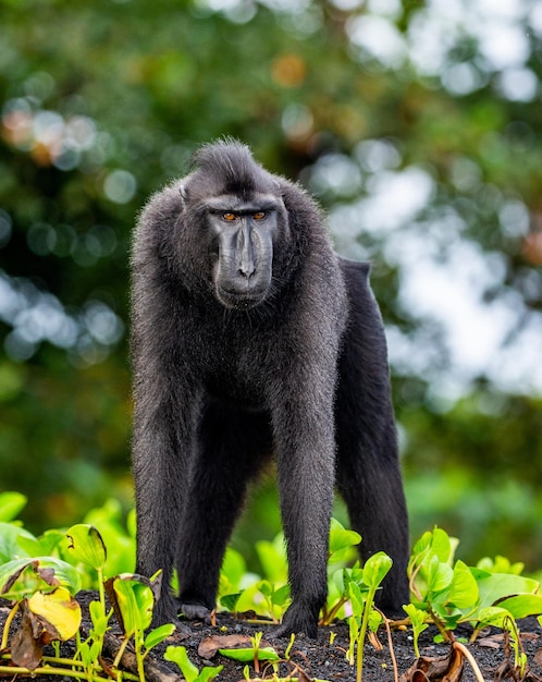 Celebes crested macaque is standing on the sand against the backdrop of the jungle Indonesia Sulawesi