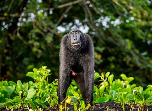 Celebes crested macaque is standing on the sand against the backdrop of the jungle Indonesia Sulawesi