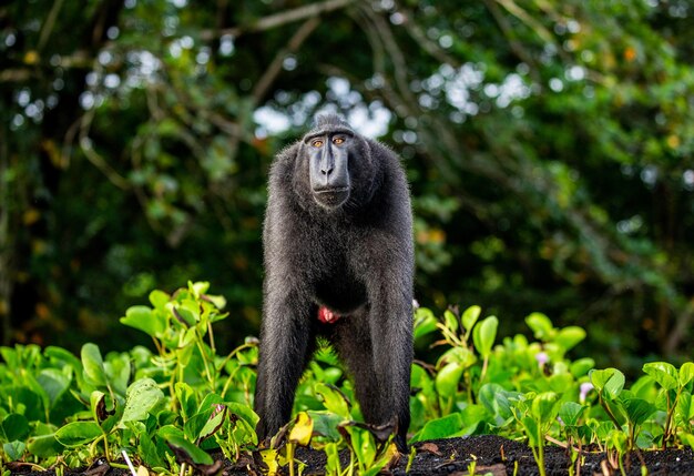 ジャングルインドネシアスラウェシを背景に砂の上に立っているクロザルの紋付きマカク