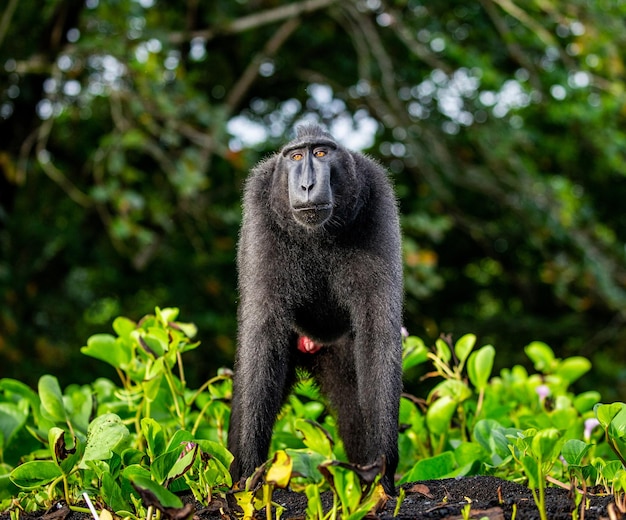 Il macaco crestato di celebes è in piedi sulla sabbia sullo sfondo della giungla indonesia sulawesi
