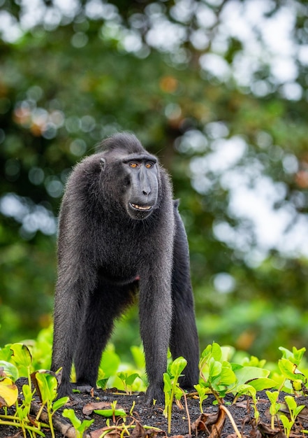 Celebes crested macaque is standing on the sand against the backdrop of the jungle Indonesia Sulawesi