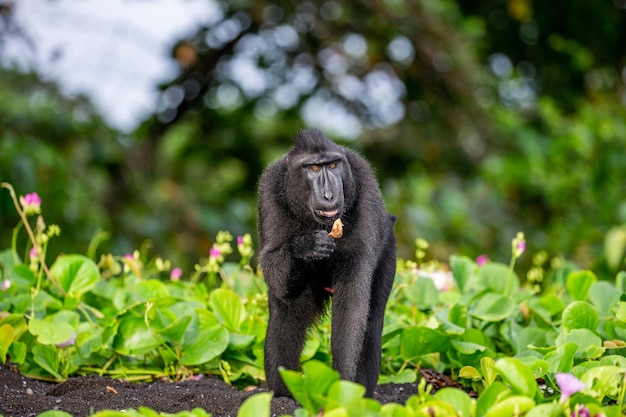 Celebes crested macaque is standing on the sand against the backdrop of the jungle Indonesia Sulawesi