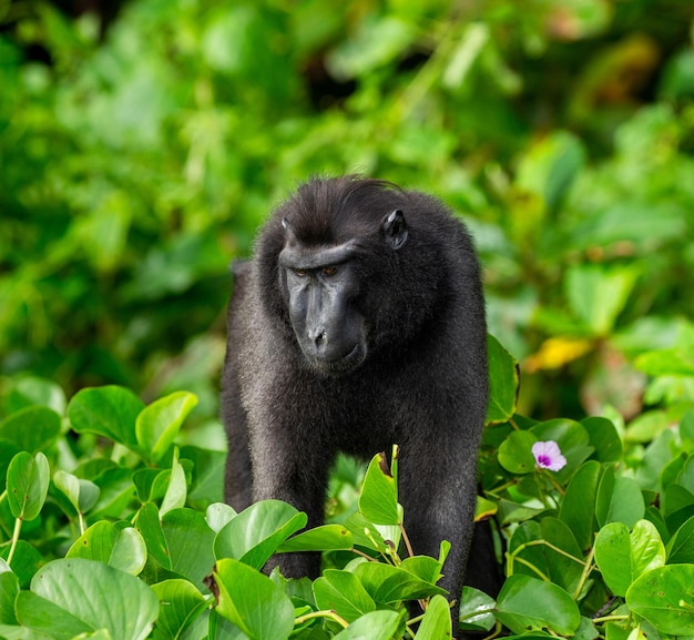 열대 식물 인도네시아 술라웨시 사이에 있는 Celebes 볏이 있는 원숭이