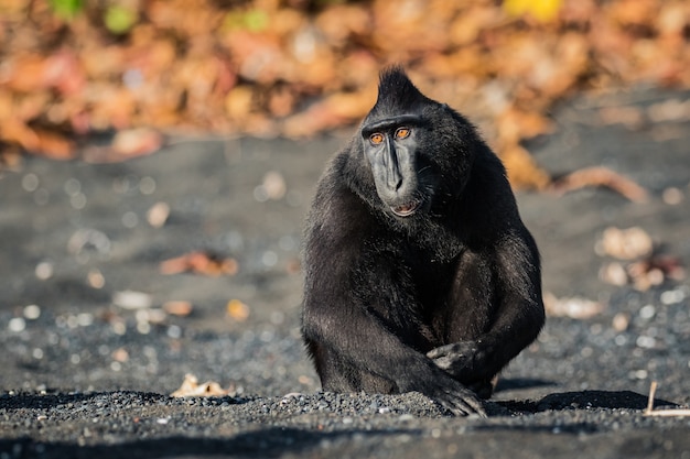 Foto celebes macaco crestato in fauna selvatica
