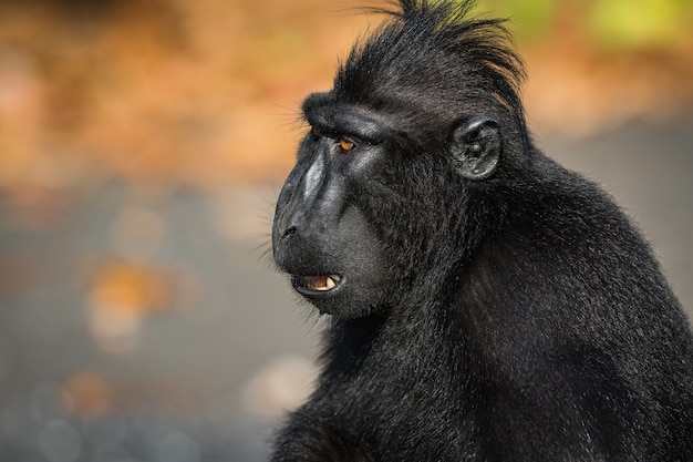 Foto celebes macaco crestato in fauna selvatica