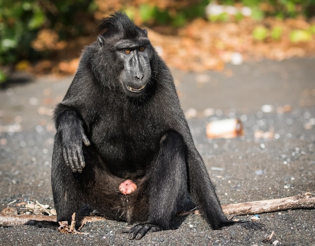 celebes kuifmakaak in het wild