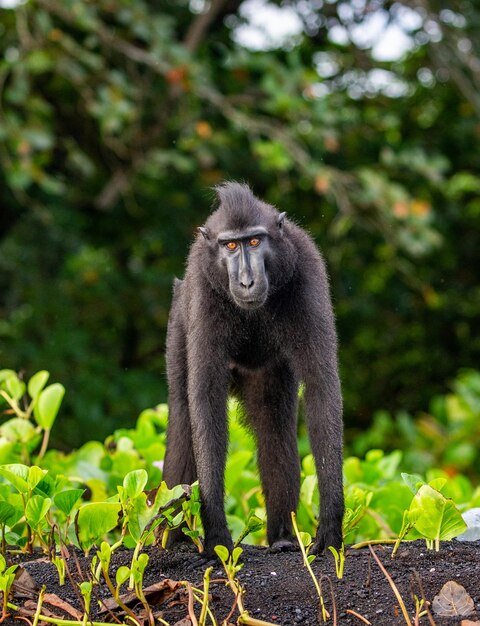 Celebes kuifmakaak staat op het zand tegen de achtergrond van de jungle Indonesië Sulawesi