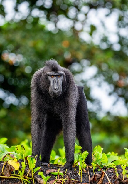 Celebes kuifmakaak staat op het zand tegen de achtergrond van de jungle Indonesië Sulawesi