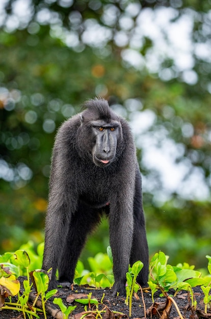 Celebes kuifmakaak staat op het zand tegen de achtergrond van de jungle indonesië sulawesi