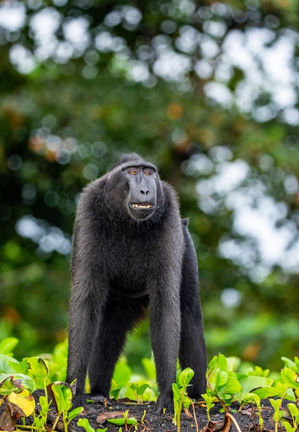 Celebes kuifmakaak staat op het zand tegen de achtergrond van de jungle Indonesië Sulawesi