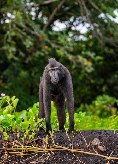 Celebes kuifmakaak staat op het zand tegen de achtergrond van de jungle indonesië sulawesi