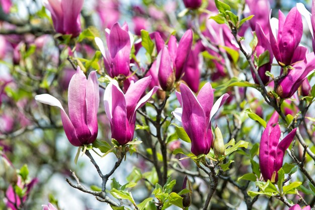 Celebrate spring Spring season Branch of magnolia Magnolia flowers Magnolia flowers background close up Tender bloom Floral backdrop Botanical garden concept Aroma and fragrance