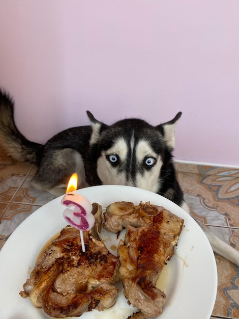 Photo celebrating dogs third birthday with steak and candles