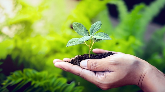 Celebrating Growth Captivating Photo of Hands Holding a Young Green Plant Embrace the Beauty