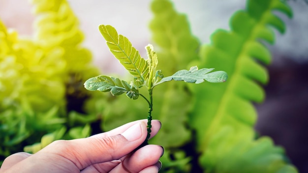 成長 を 祝う 魅力 的 な 写真 若い 緑 の 植物 を 握っ て いる 手 の 写真