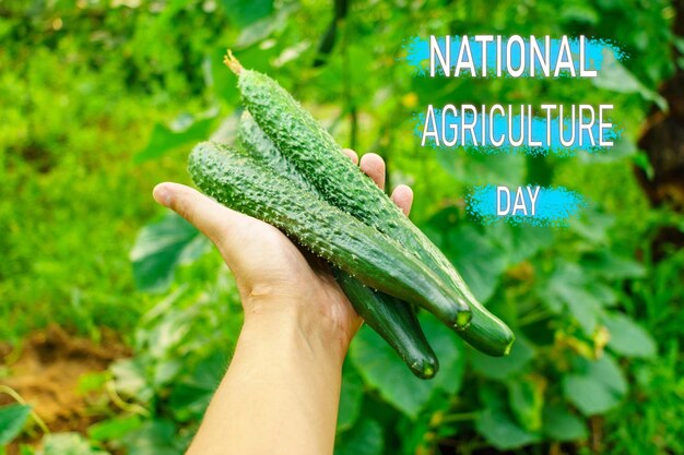 Celebrating National Agriculture Day With Freshly Harvested Cucumbers in a Verdant Garden