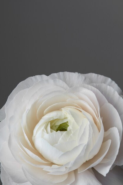 Photo celebratory greeting card with white ranunculus on a gray background