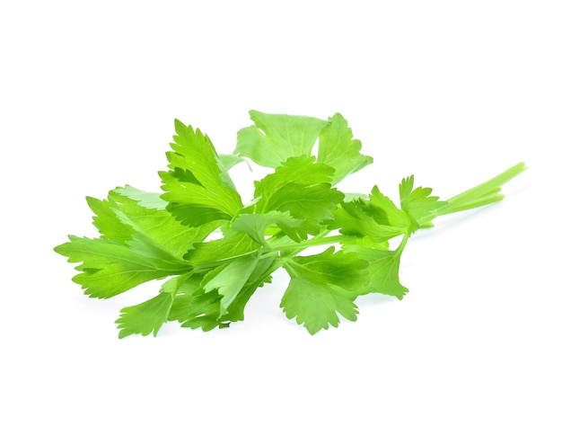 Photo celery isolated on white