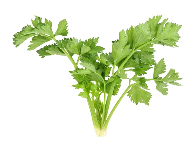 Celery leaf isolated on white background