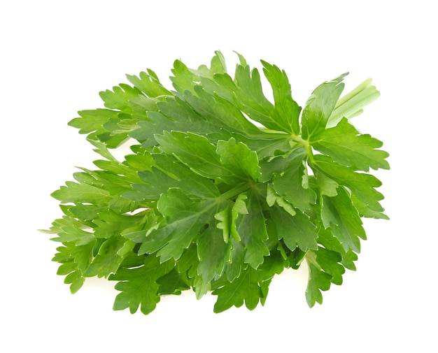 Celery leaf isolated on white