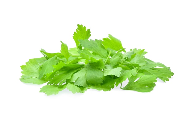 Celery leaves isolated on white