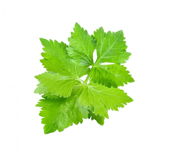 Celery leaves isolated