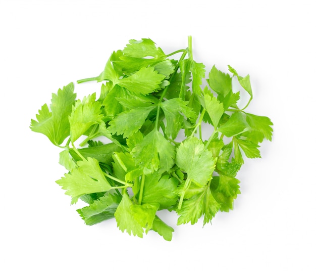 Celery leaves isolated