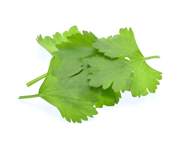 Celery leaves isolated