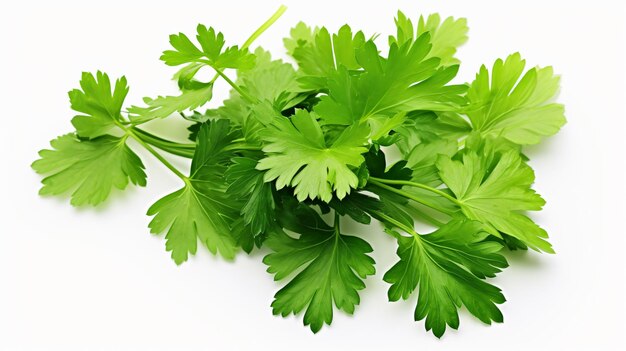 Celery or parsley leaves isolated on white background