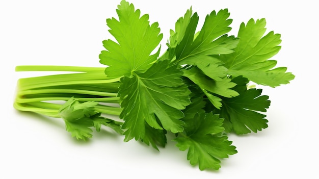 Celery or parsley leaves isolated on white background
