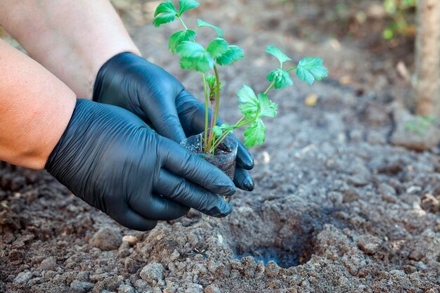 Celery seedlings in the ground Gloved hands