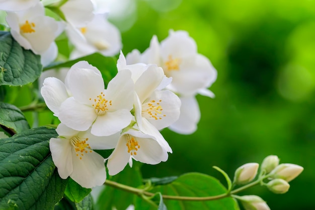 Celindo-bloem of Philadelphus coronarius is een veel gekweekte populaire sierplant