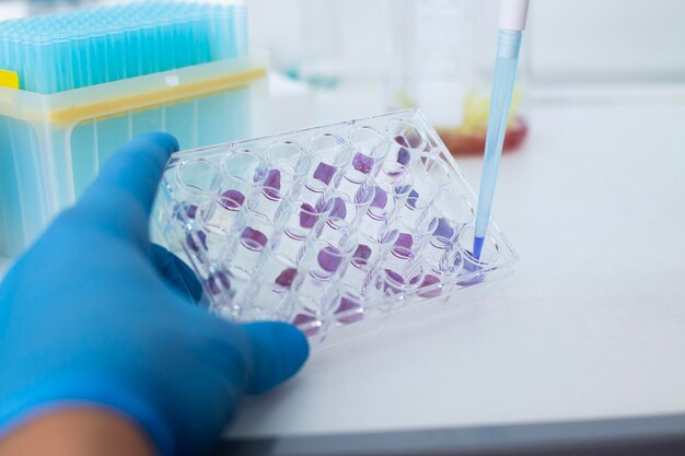 Cell culture at the bioengineering laboratory