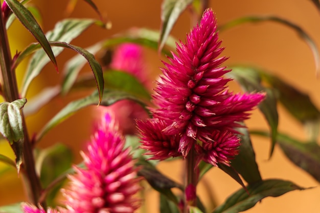 Celosia Argentea Cristata