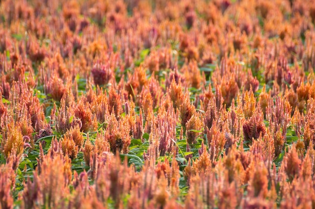 Celosia argentea in de graden.