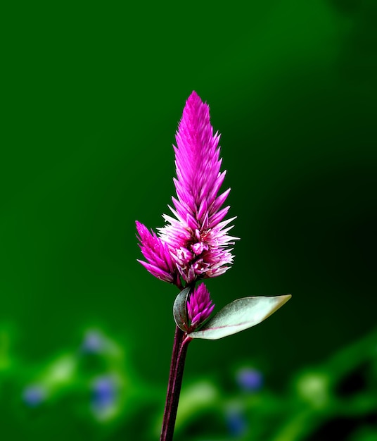 Celosia argentea는 인도와 네팔의 초본 식물입니다. Celosia argentea는 약용 식물입니다.