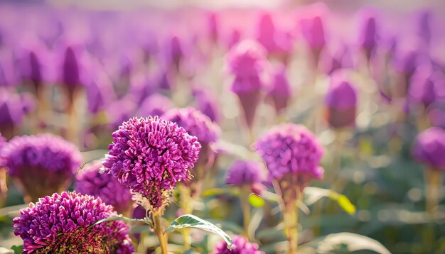 Photo celosia flower in field with blur background