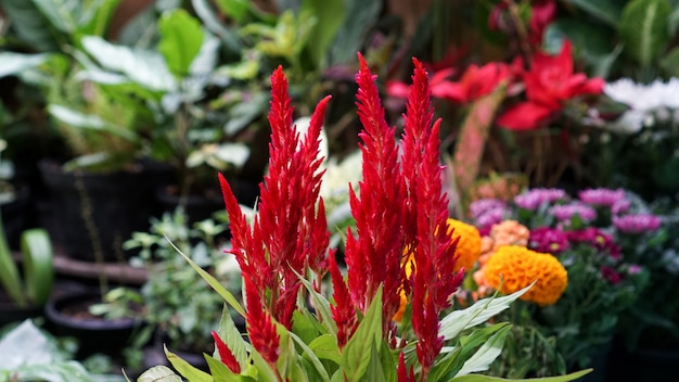 Celosia is een rode bloem en verwijst naar de vlamachtige bloemhoofdjes