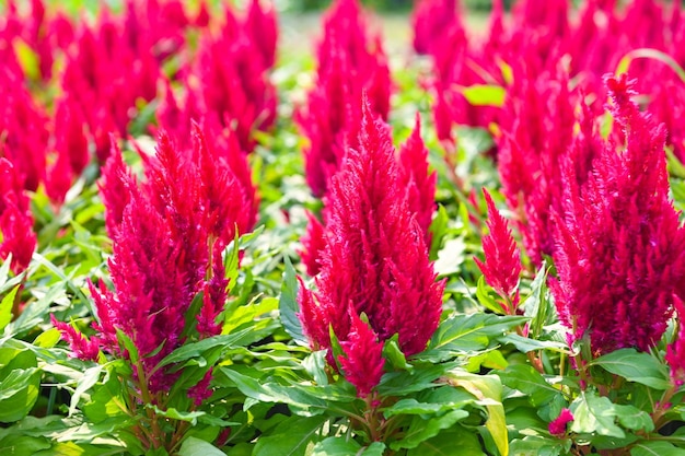 Celosia plumosa of Pampas Plume Celosia bloemen bloeien in de tuin roze bloemen