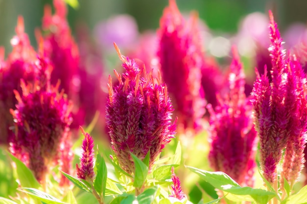 Celosia plumose is a beautiful pink shrub.