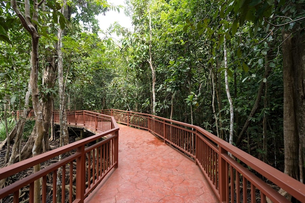 Cement bridge pathway in the beautiful forest Walking path through in the forest