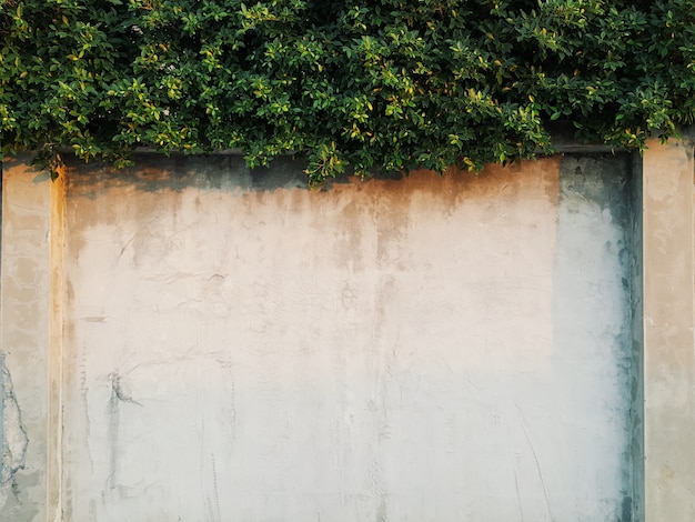 Cement wall background is coverred by green leaves on the top of the wall