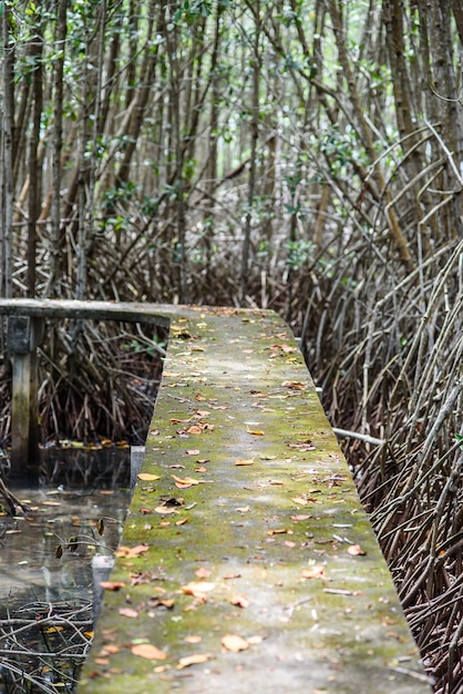 Cementgang in Mangrove-bos