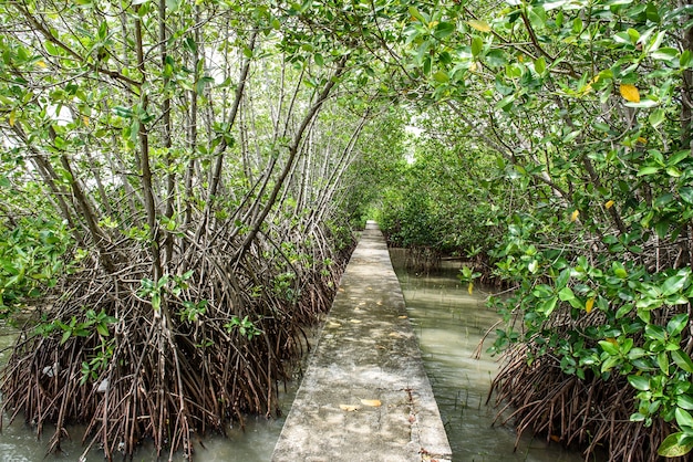 Cementgang in Mangrove-bos