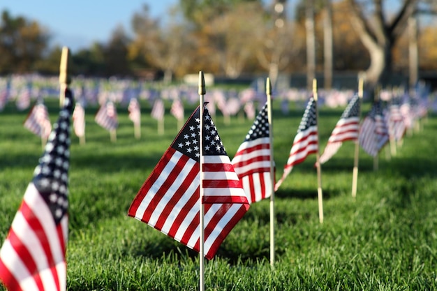 Cemetery Flags on Veterans Day Horizontal