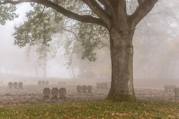 Фото Кладбище в туманную погоду