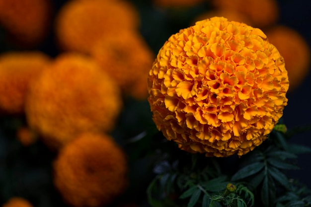 Cempasuchil gele goudsbloem bloemen, cempazchitl bloem voor altaren van de dag van de doden