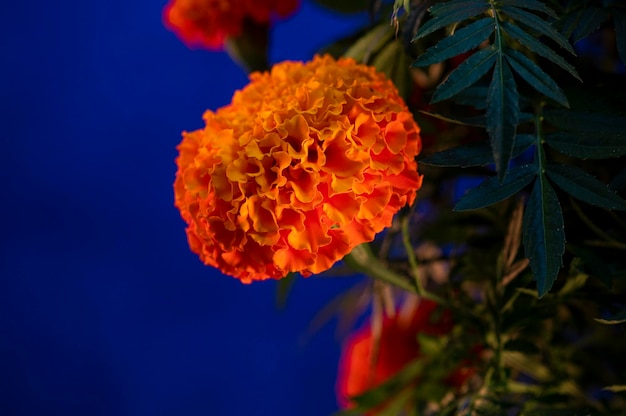 Foto cempasuchil gele goudsbloem bloemen cempazchitl voor altaren van de dag van de doden mexico